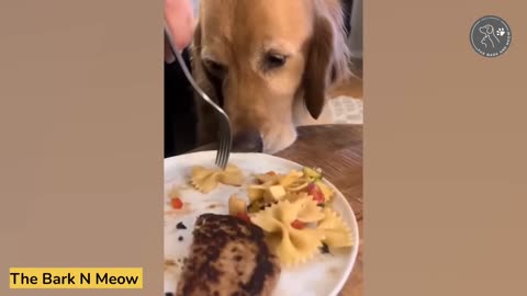 😂😹 Funny animal videos 😹😂