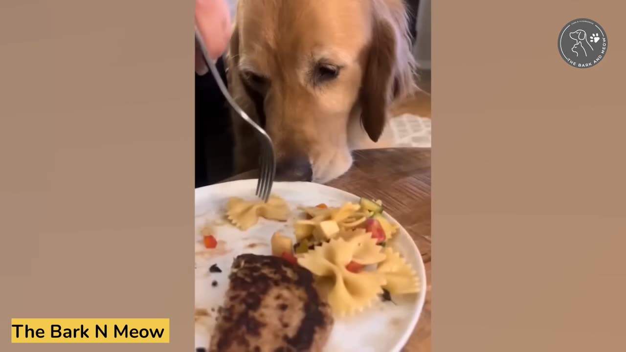 😂😹 Funny animal videos 😹😂