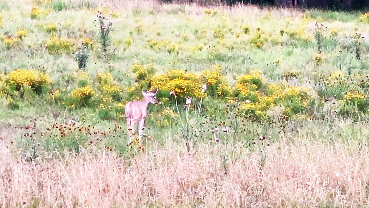 Hog Hunt 223 Wylde 57 HHT