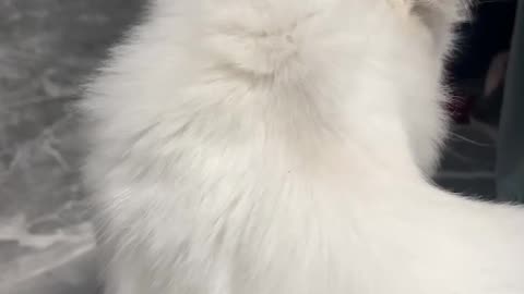 Cat love