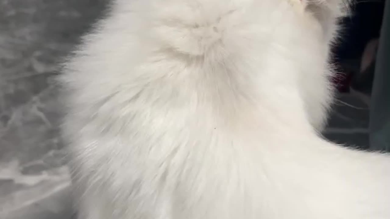 Cat love