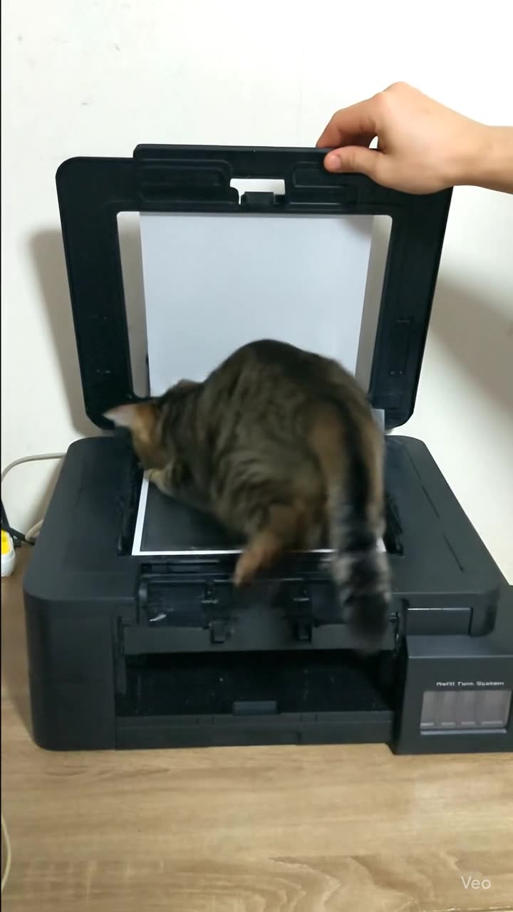 TAIGER Cat and Printer #aicat