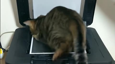 TAIGER Cat and Printer #aicat