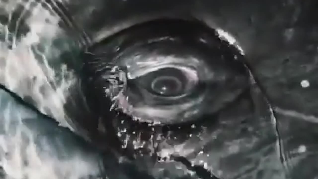 🐳😮 Making Eye Contact With A Grey Whale Is Mind-Blowing! | FeedMyCuriosity