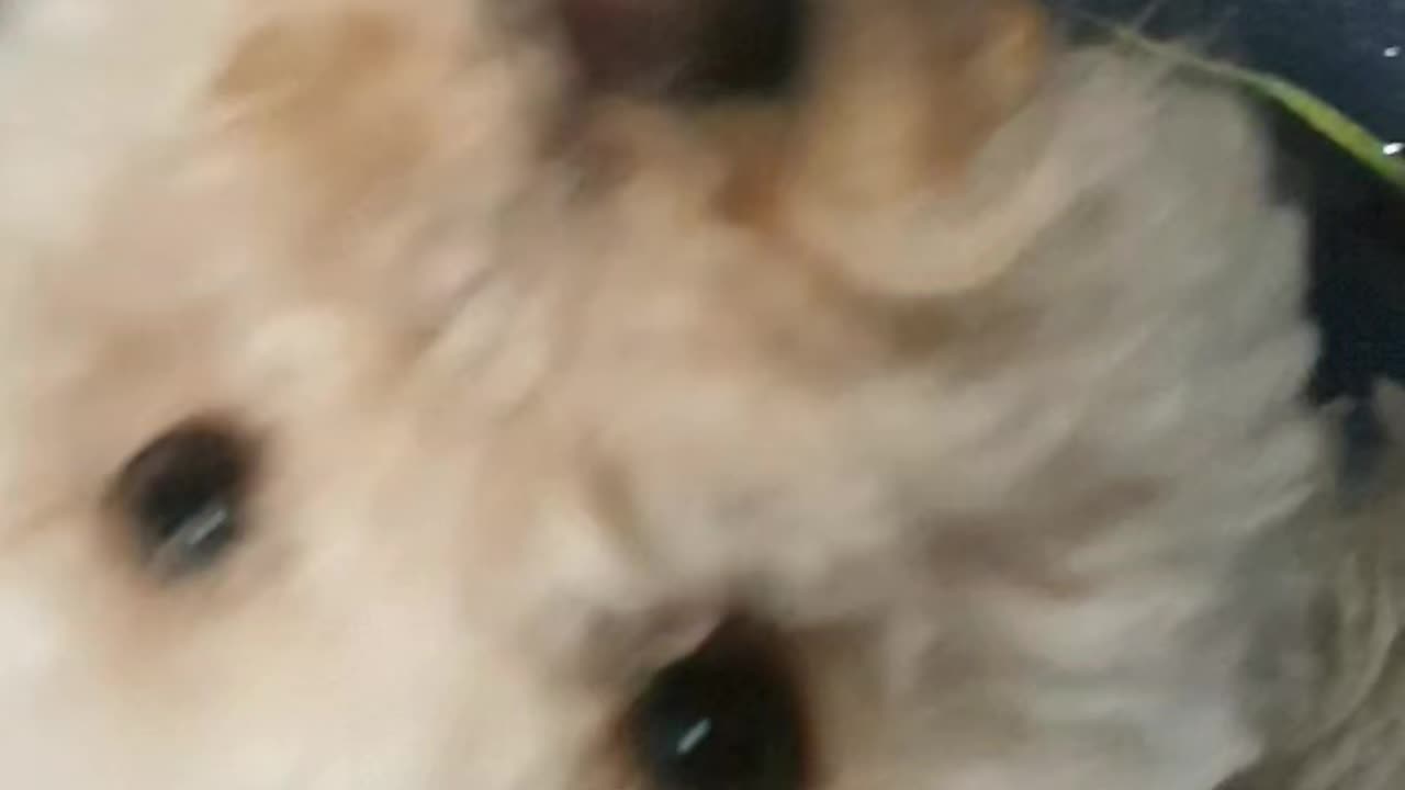 Tuck under tram seat, maintain place