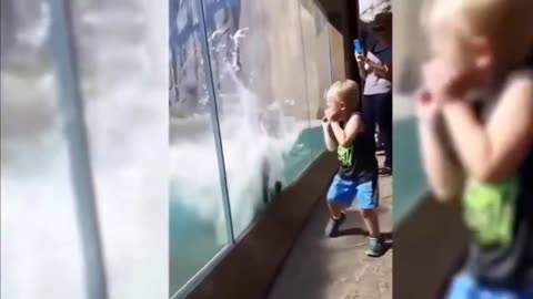 Hilarious animal vs humans compilation