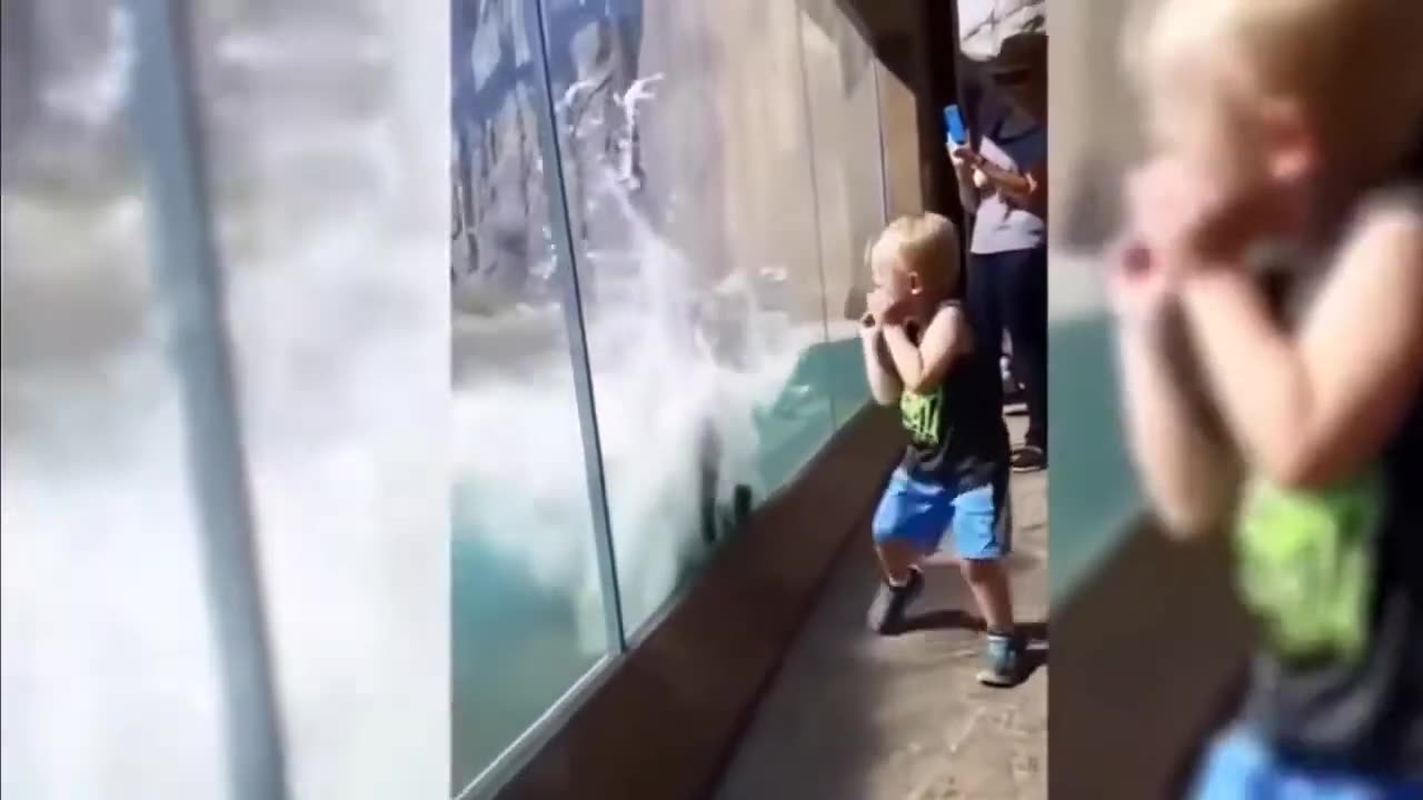 Hilarious animal vs humans compilation