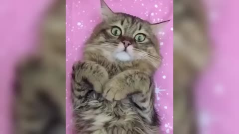 12 Minutes of Funny Cat Videos