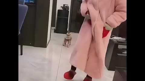 Funny Animal Videos 2025 😂Try Not to Laugh at These Pets!