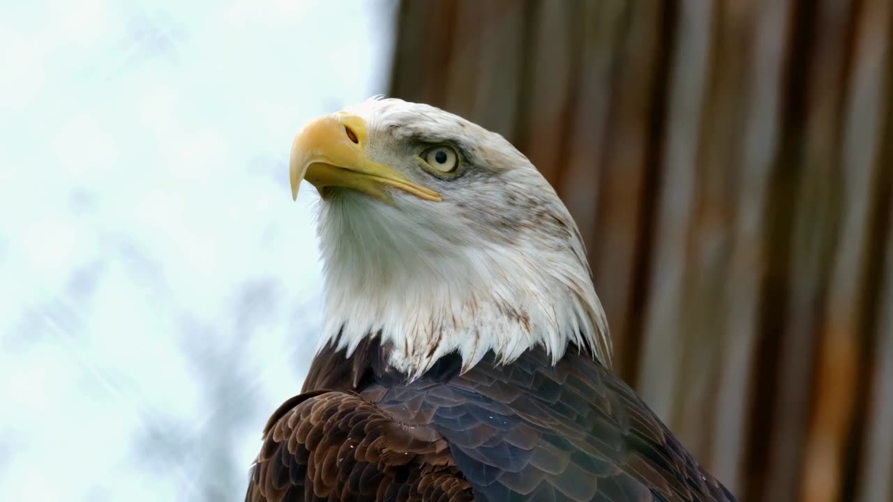 Bob Donohoo and the Convention of States Issue