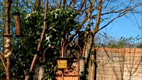 Bird's Feeders