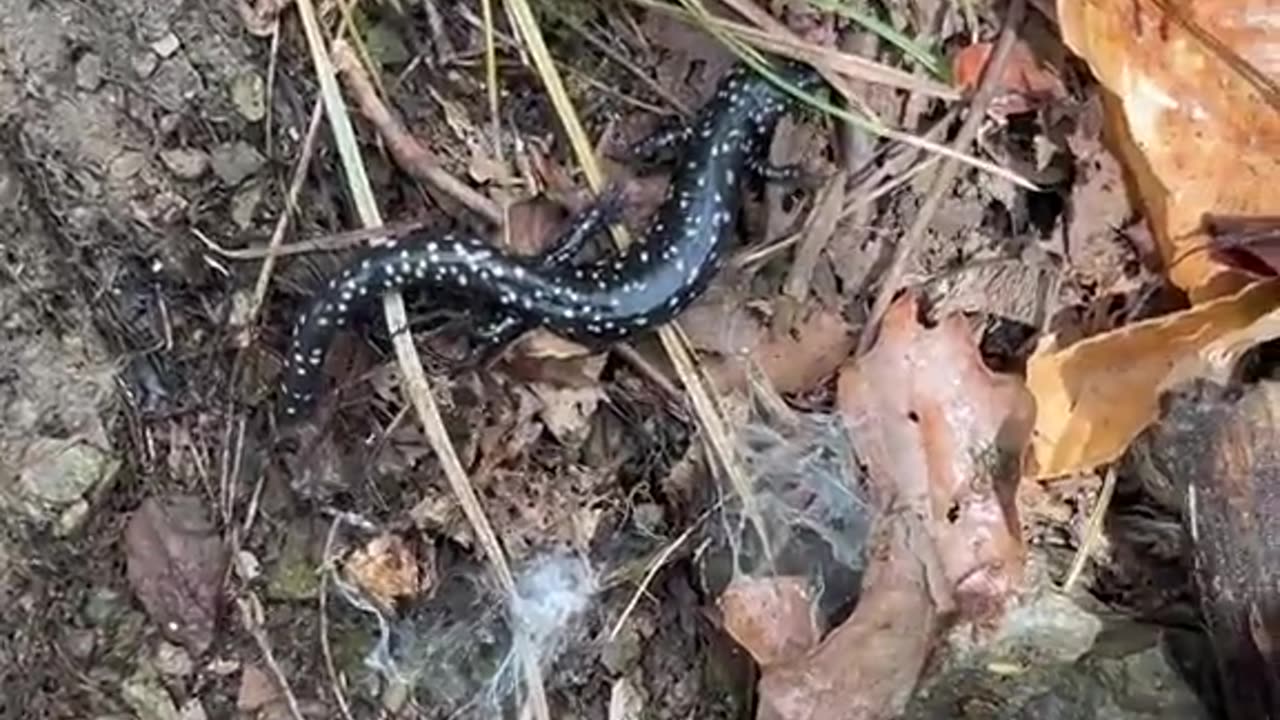 small snakes in the forest