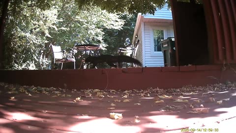 Wildlife Filmed By Haza PR800 Wild Camera, Levagood Area, Dearborn, Michigan, Sept 12 To 16, 2025