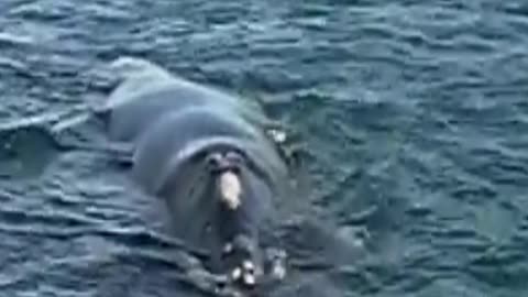 whale
