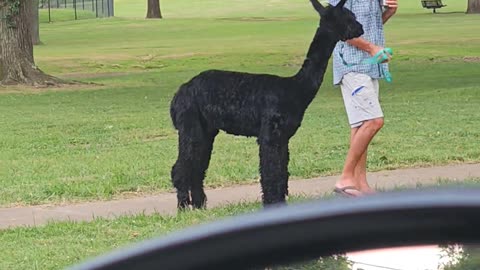 Memphis Man Walks Alpaca In Public