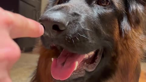 Littels Dog's Comedy Videos 🤣 so cute videos 😍 funny videos 🤣 so cute picture 🖼️