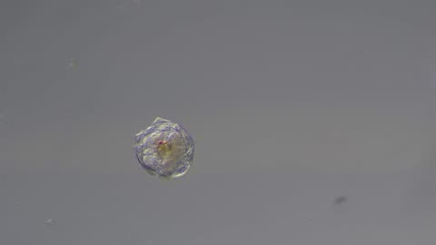 Rotifer Microorganism
