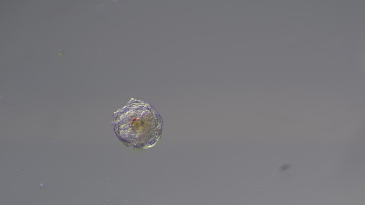 Rotifer Microorganism