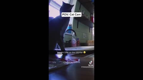 Quick Smile: First time I’ve ever seen a cat throw a temper tantrum