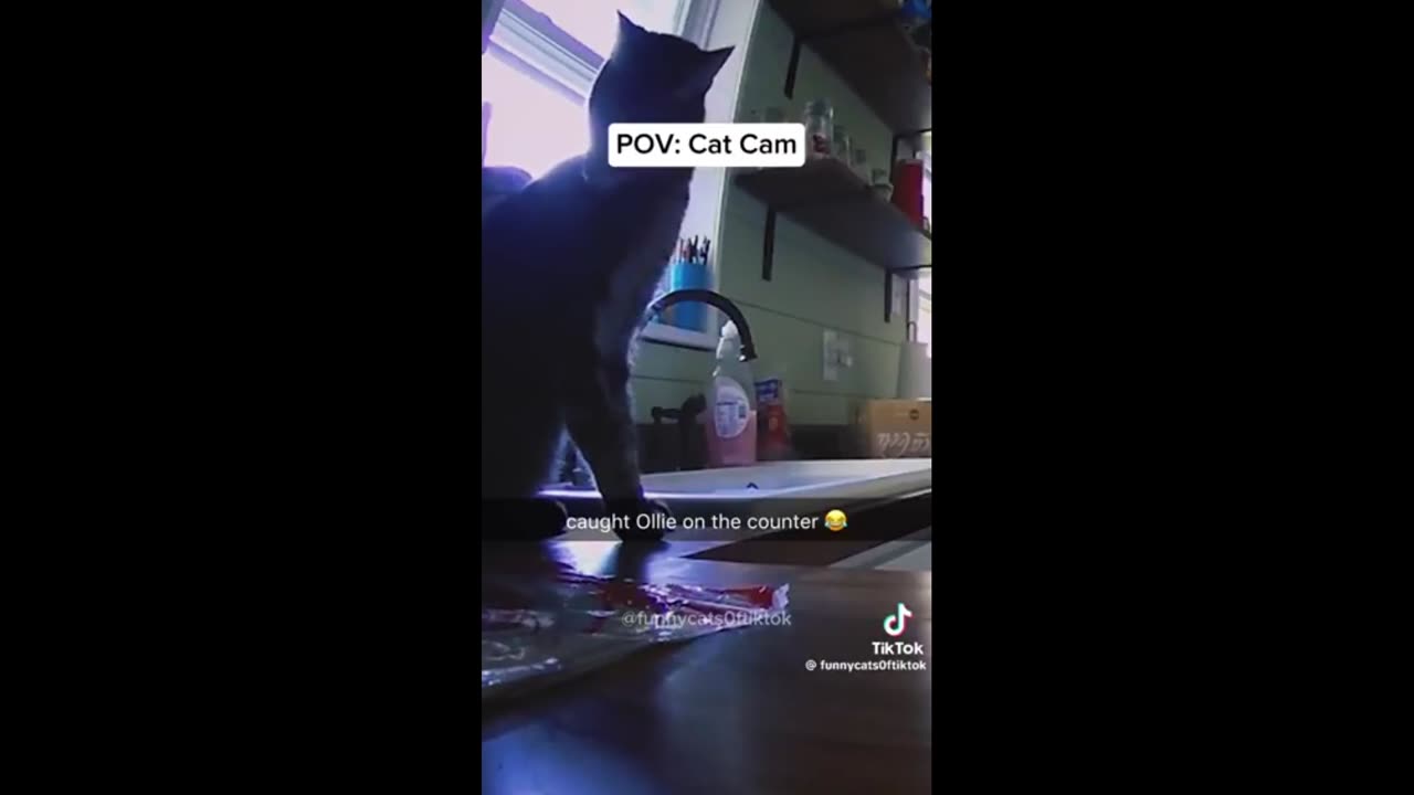 Quick Smile: First time I’ve ever seen a cat throw a temper tantrum