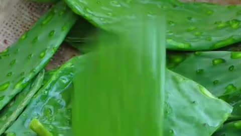 Making ice cream from cactus