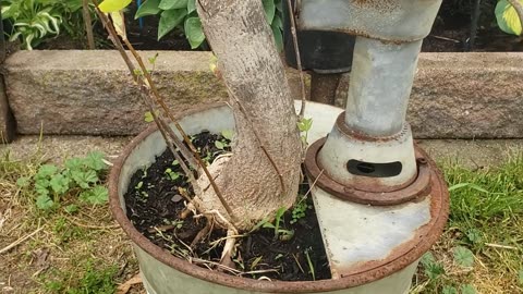 Be Like a Bonsai, Let the Lord Cultivate..An Ardee Ramble