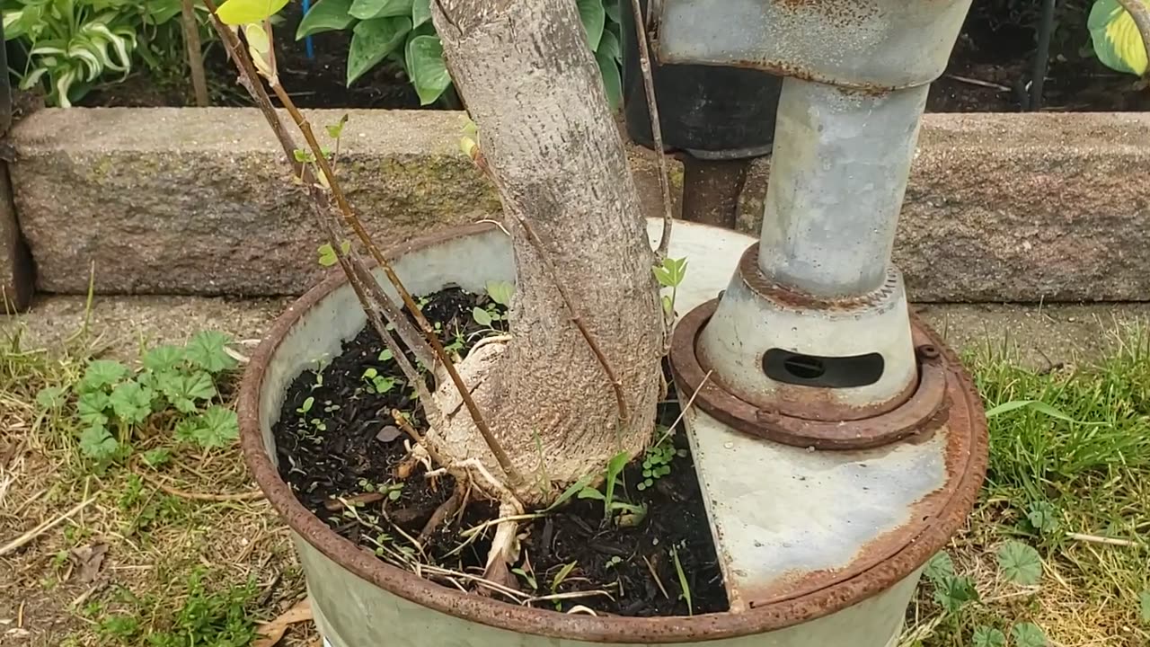 Be Like a Bonsai, Let the Lord Cultivate..An Ardee Ramble