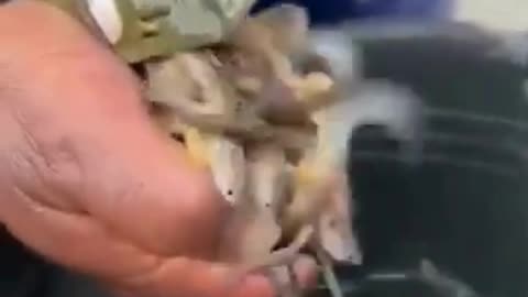 💋Keeping babies safe in the mouth from Predators