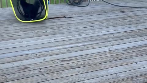 Cat Tumbles Down Ramp in Cube