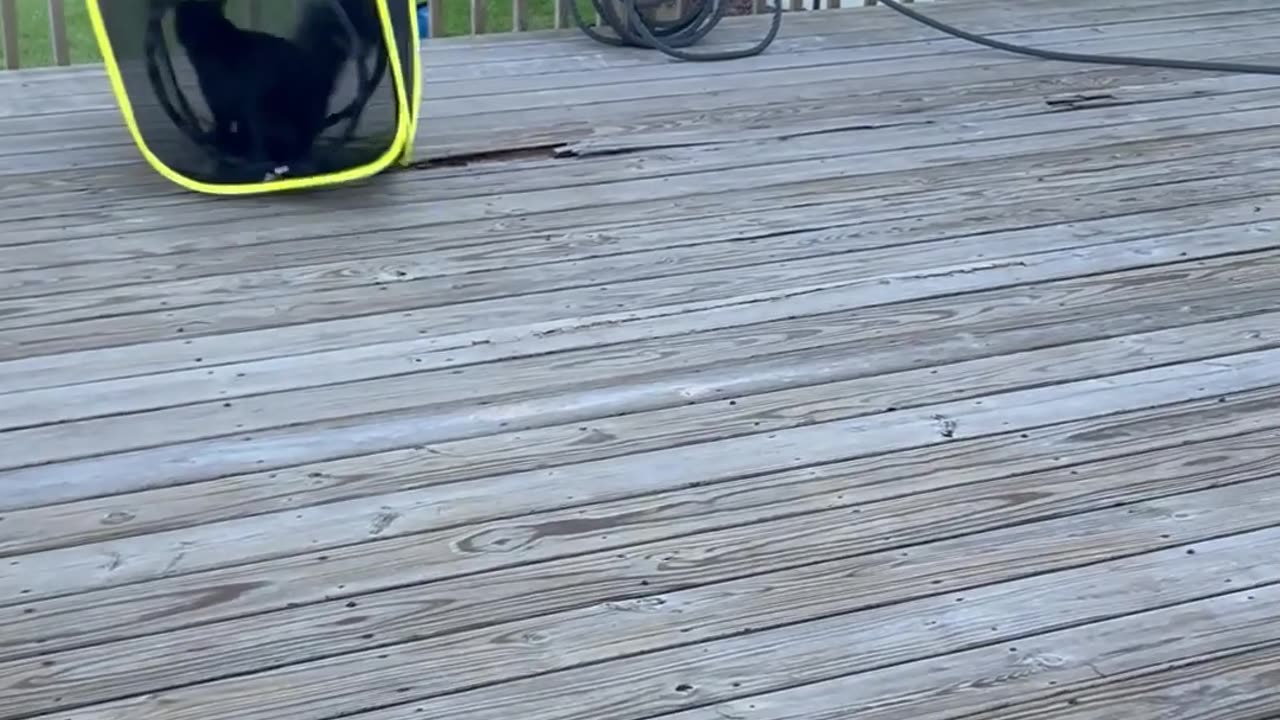 Cat Tumbles Down Ramp in Cube