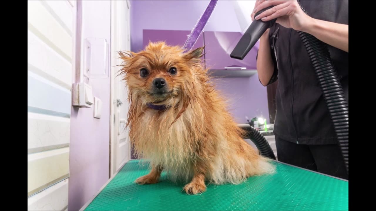Paradise Pet Parlor