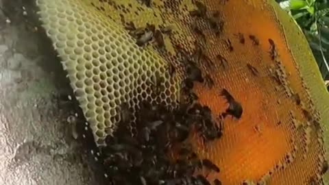 Bee keeping activities in the forest