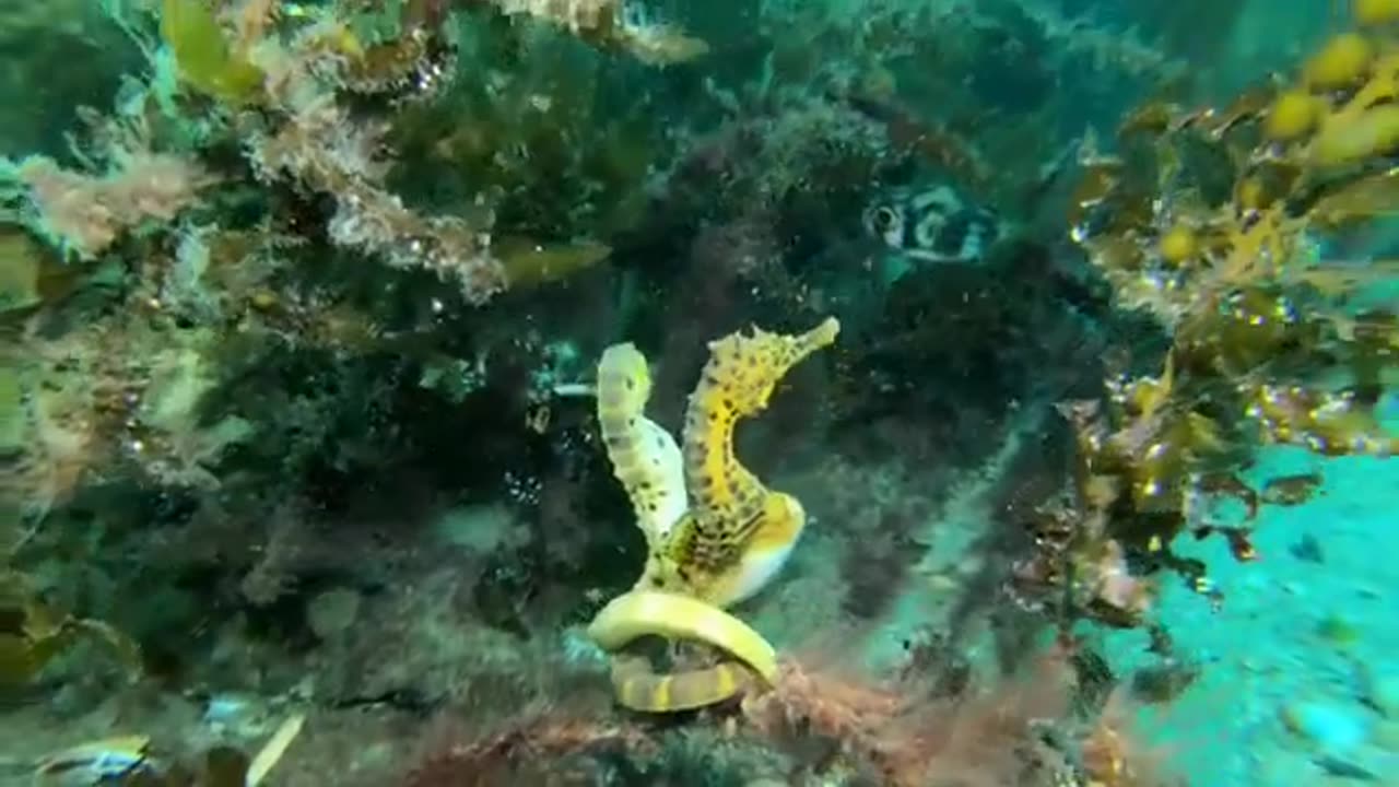 Beautiful Animals Under the Sea