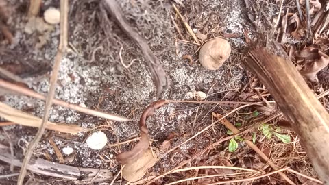 Tooting mushrooms