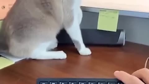 funny Pets | 2025😂 Funny Dogs And Funny Cats Videos 🐱 🐕