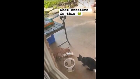 THE WILD VISITOR!😳😯🤢