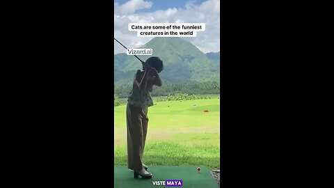 funny videos