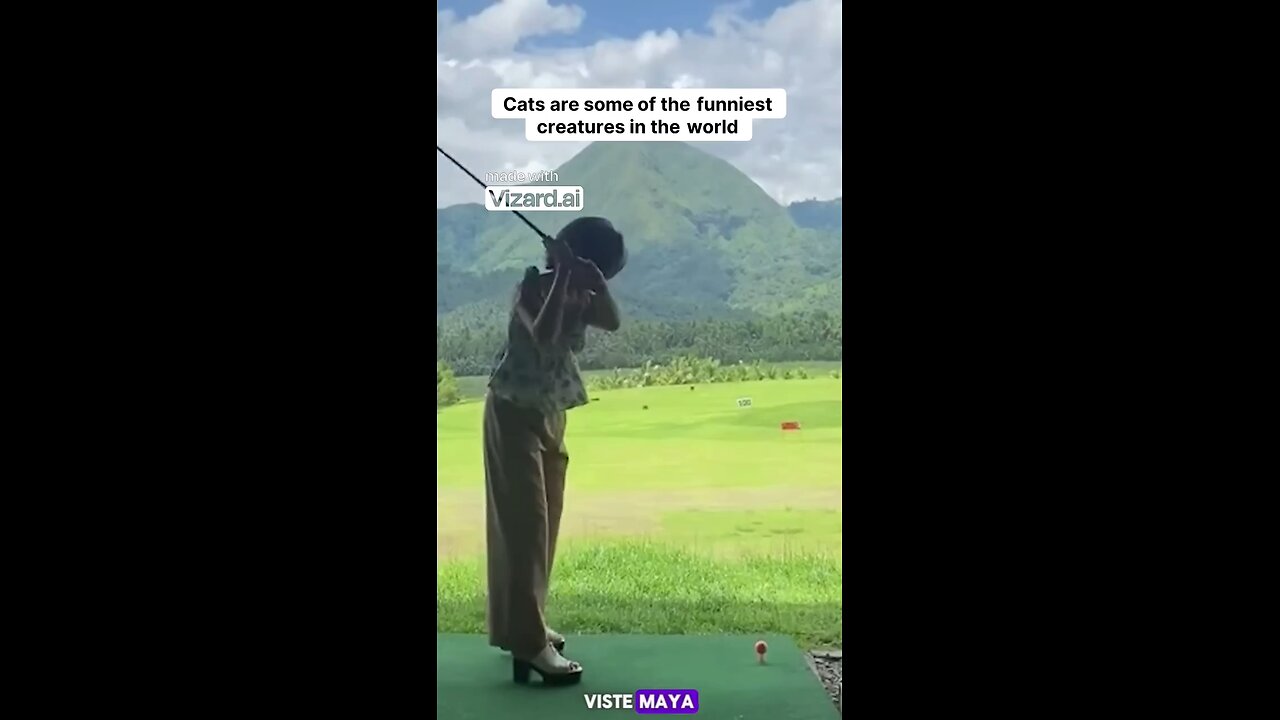 funny videos