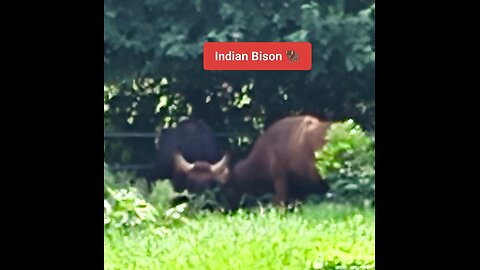 A true icon of strength in the wild. #IndianBison #Gaur