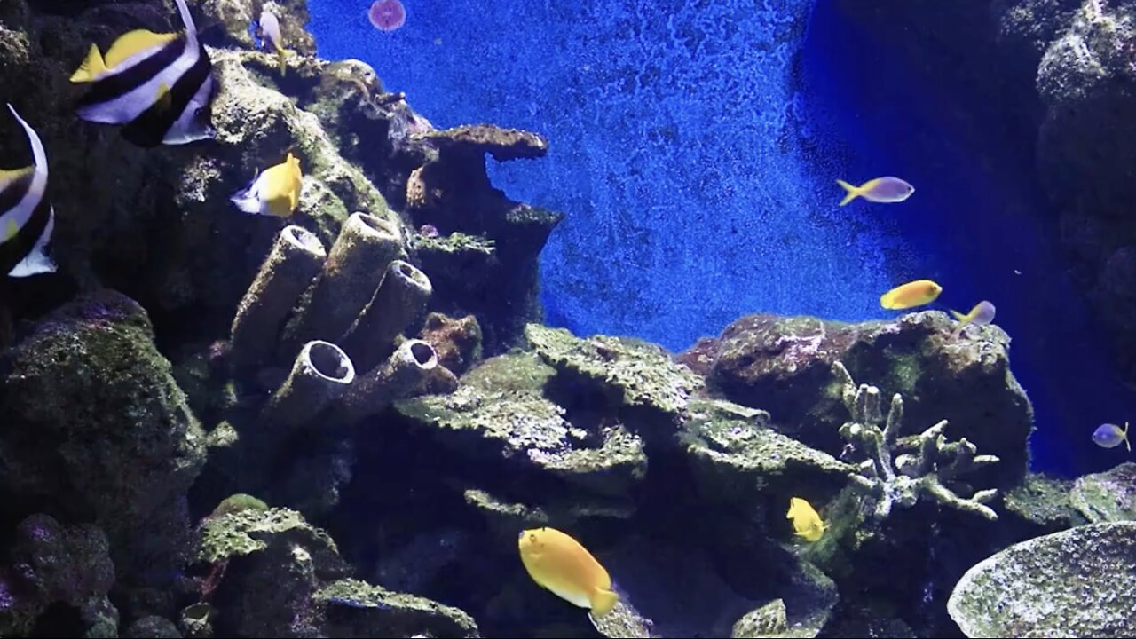 Fish Swimming Relaxing LIVE