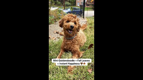 Mini Goldendoodle Loving the Fall Leaves | Cute Dog Autumn Aesthetic