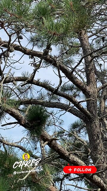 DO YOU SEE THE BIRD?