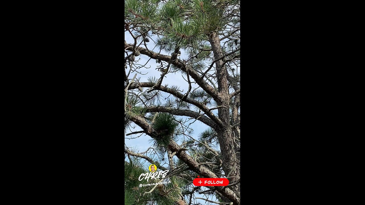 DO YOU SEE THE BIRD?