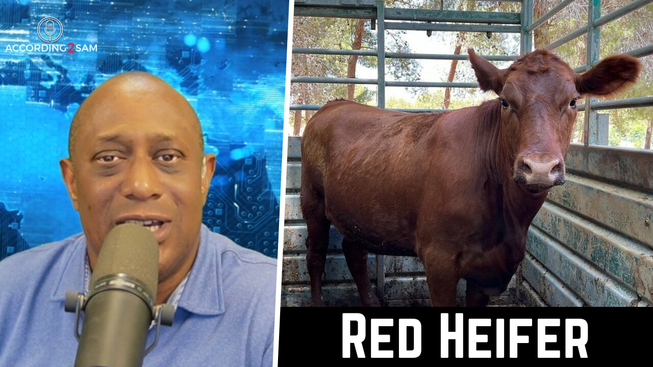 'Red Heifer'