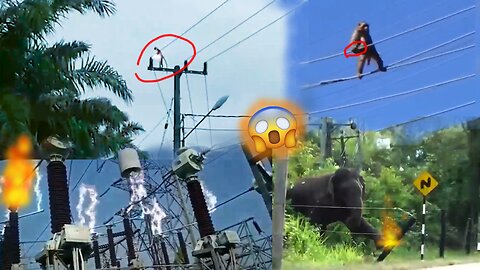 Animals vs electricity