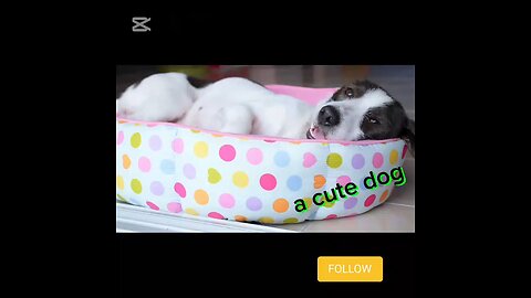 a cute dog