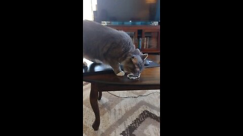 Part 1, Smokey tried to steal my new bracelet