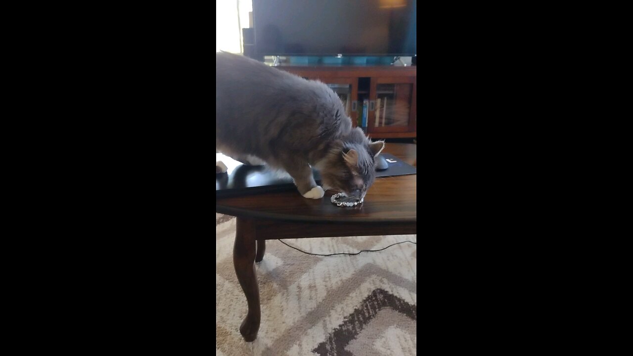 Part 1, Smokey tried to steal my new bracelet