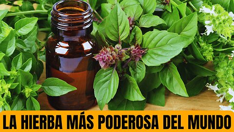 Propiedades medicinales de la ALBAHACA