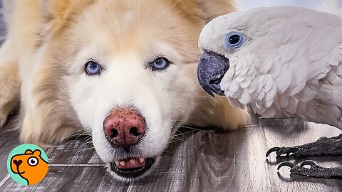 Cockatoo And Dog Share Snacks and Naps. Nobody Can Believe It! | Cuddle Buddies